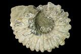 5.9" Bumpy Ammonite (Douvilleiceras) Fossil - Madagascar - #160397-1